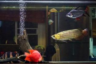 虎鱼混养 视频,共栖共生，打造和谐水族世界