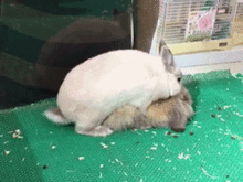 兔子三秒射视频